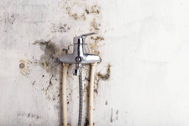 Best Black Mold Remediation in Edinburg, IL