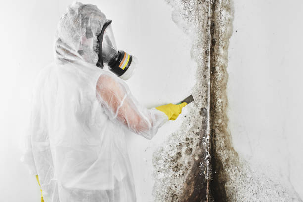 Best Residential Mold Remediation in Edinburg, IL