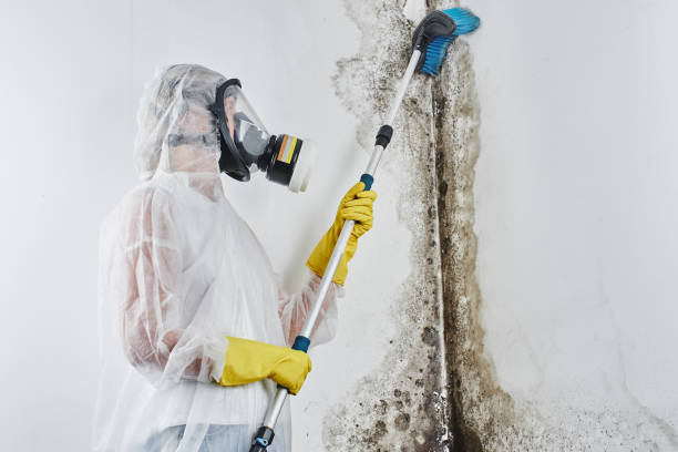 Best Post-Flood Mold Remediation in Edinburg, IL