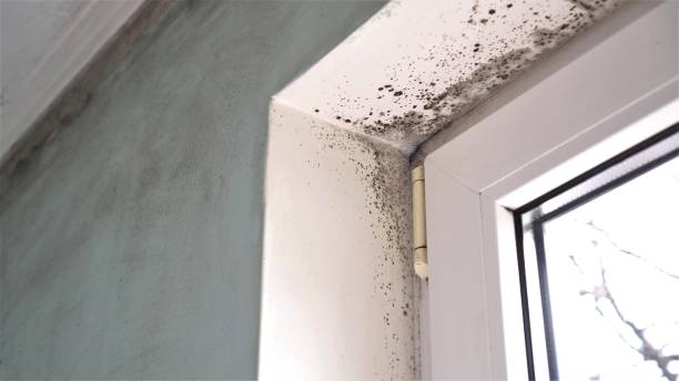 Best DIY Mold Remediation Support Services in Edinburg, IL