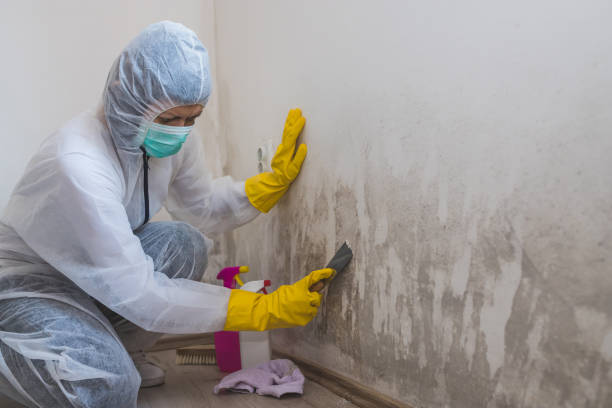 Best Commercial Mold Remediation in Edinburg, IL