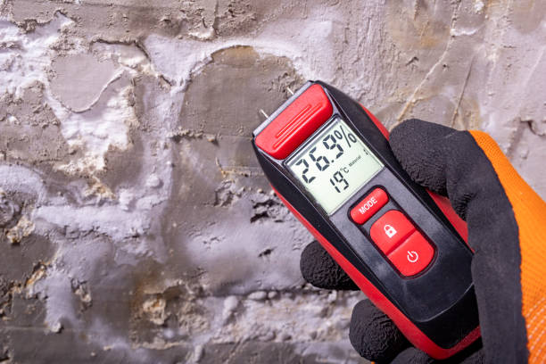 Best Crawl Space Mold Remediation in Edinburg, IL