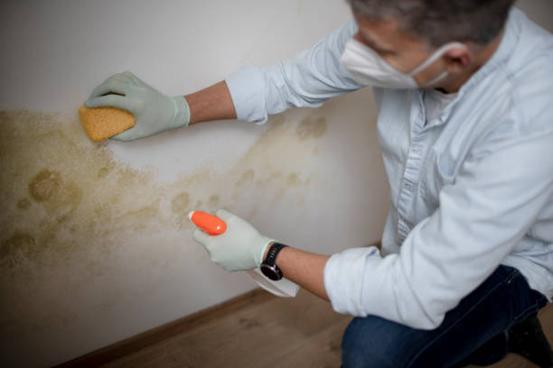Best Kitchen Mold Remediation in Edinburg, IL