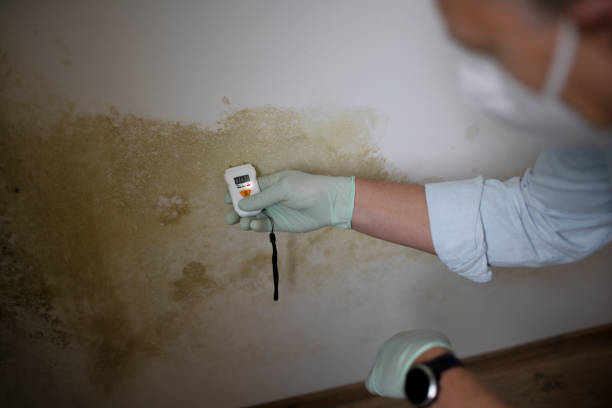 Best Health and Safety Mold Remediation in Edinburg, IL