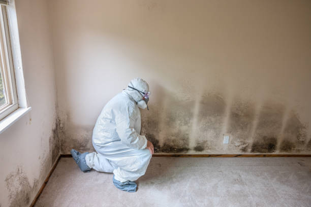 Best Attic Mold Remediation in Edinburg, IL