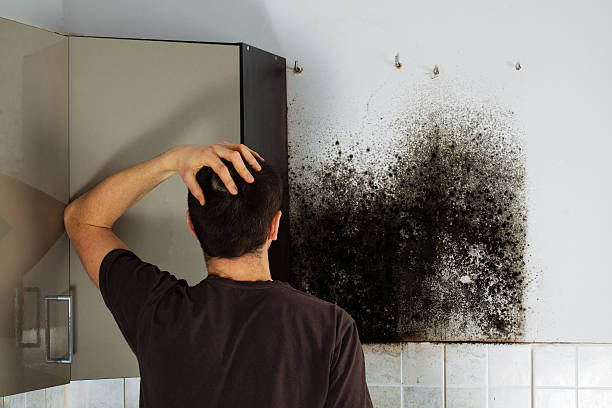 Best HVAC Mold Remediation in Edinburg, IL