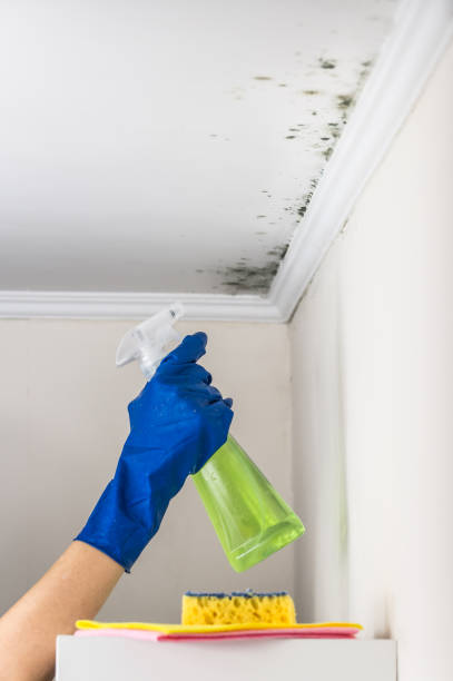  Edinburg, IL Mold Removal Pros